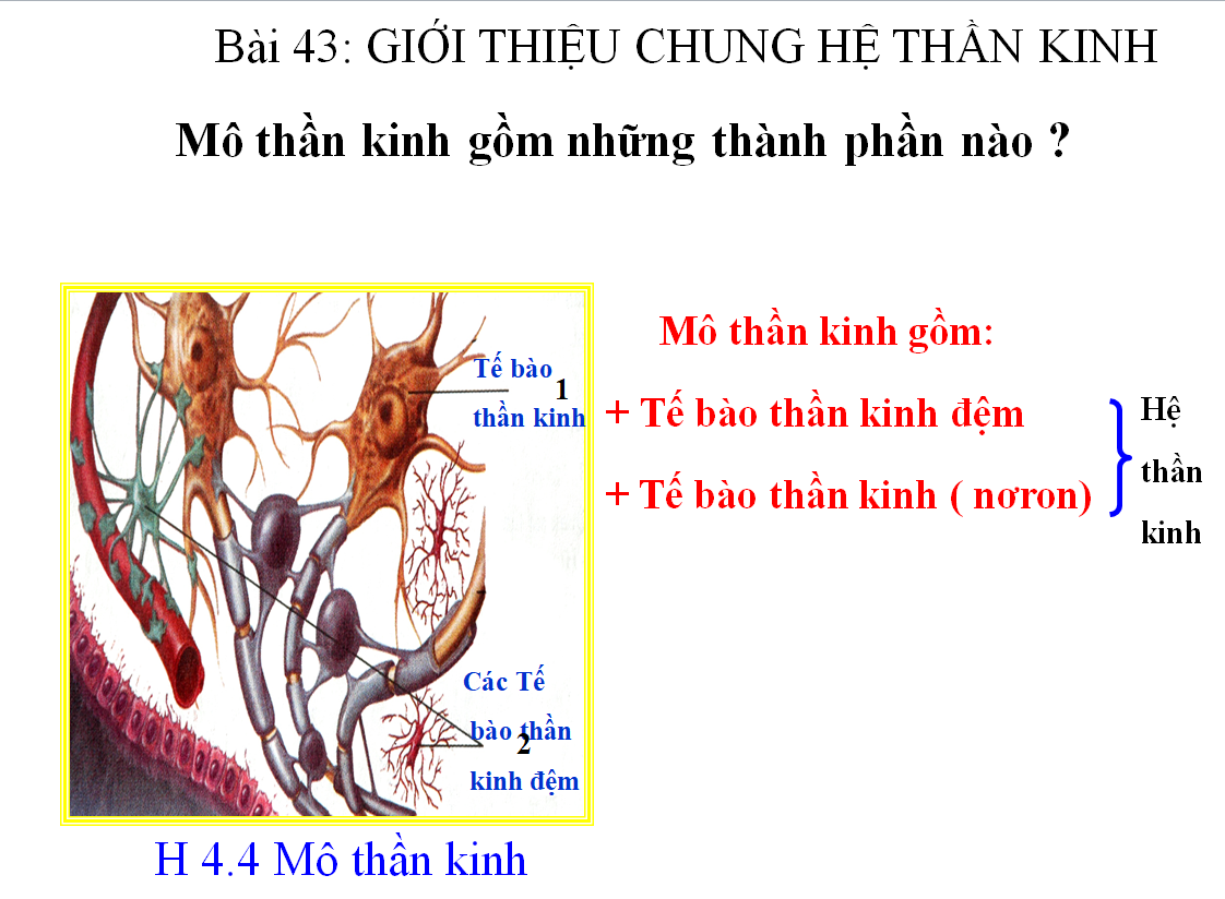 Bài 43 Giới thiệu chung hệ thần kinh_TH&THCS Vĩnh Trị_Vĩnh Hưng
