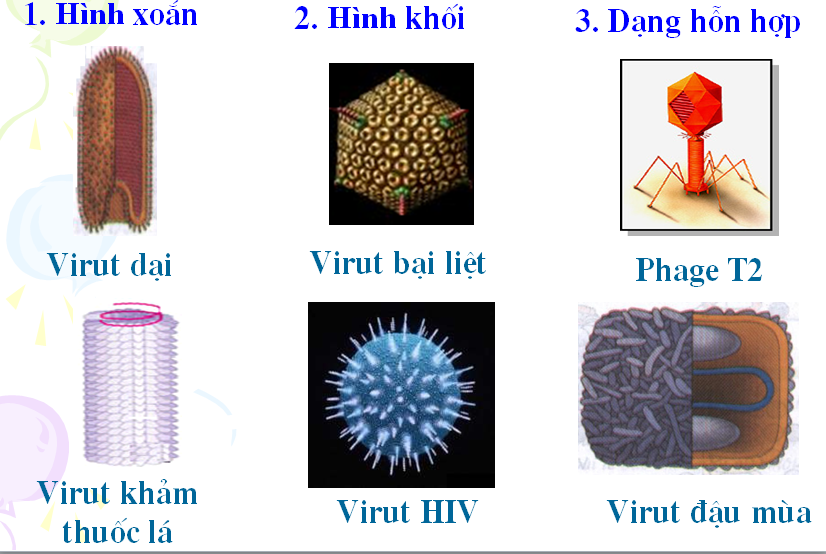 Cấu trúc của các loại virut - THPT Vĩnh Hưng