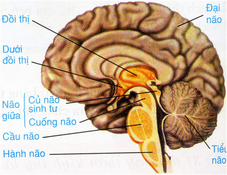 Bài 46: Trụ não, tiểu não, não trung gian