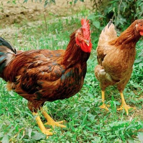 Thực hành Nhận biết và chọn một số giống gà qua quan sát ngoại hình và đo kích thước các chiều_THCS nguyễn Thành Nam_Huyện Tân Trụ